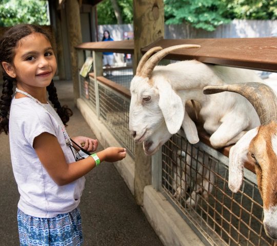 גן החיות של ברונקס ניו יורק Bronx Zoo New York