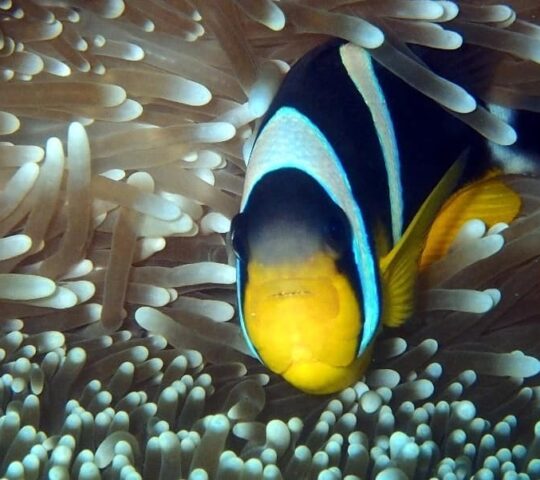 Dive Seychelles Underwater Centre Dive Seychelles Underwater Centre
