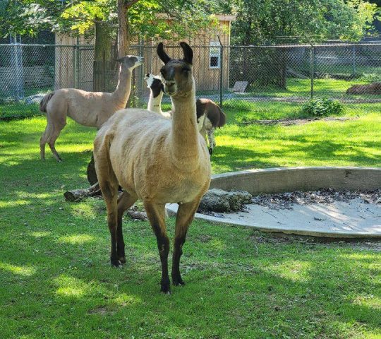 High Park Zoo High Park Zoo