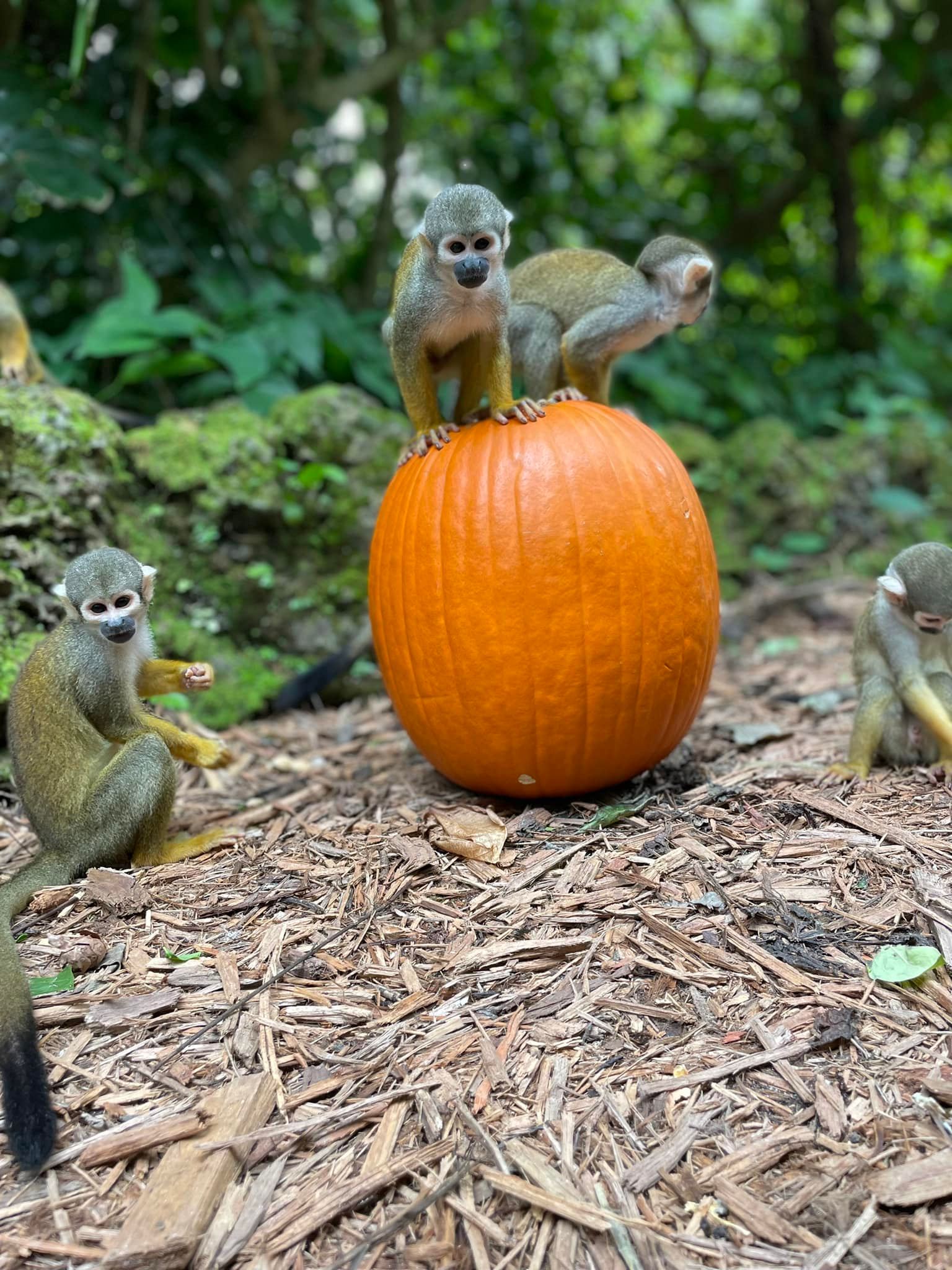 Monkey Jungle Miami TripHock