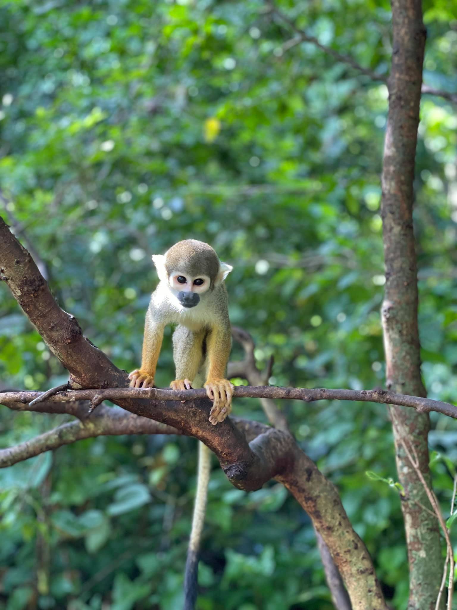 Monkey Jungle Miami TripHock