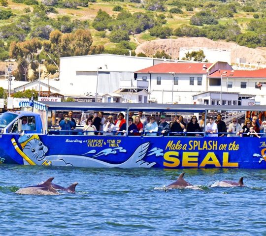 סיור כלבי ים בסן דייגו San Diego Seal Tour