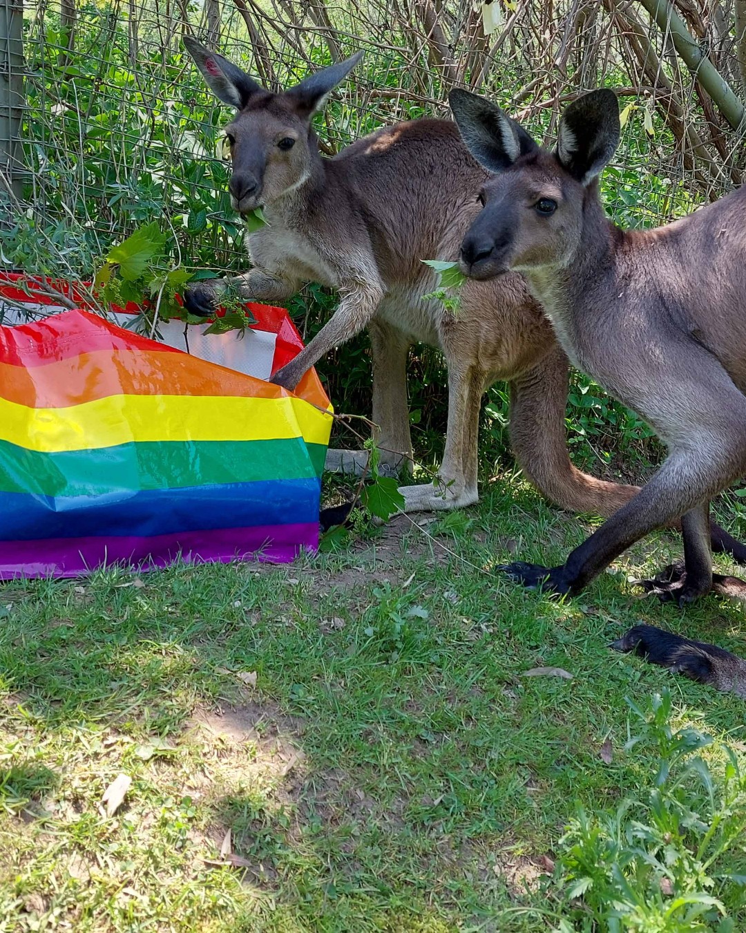 Toronto Zoo TripHock