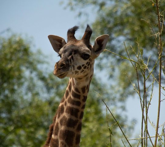 גן החיות של טורונטו Toronto Zoo