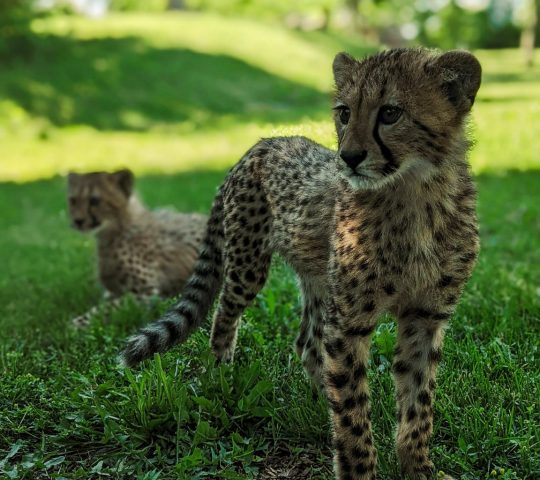 Toronto Zoo Wildlife Conservancy Toronto Zoo Wildlife Conservancy