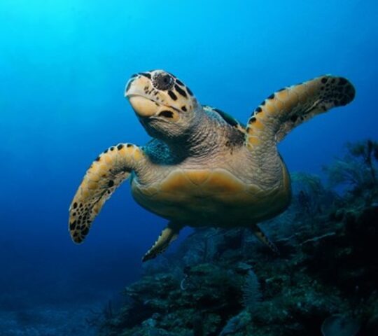 Sea Life London Aquarium Sea Life London Aquarium