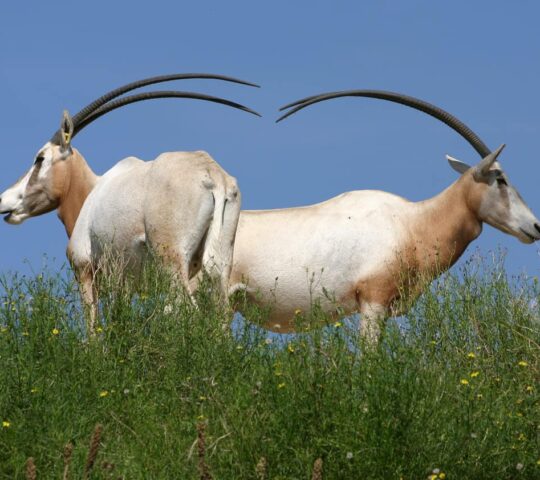 גן החיות המלכותי של אמסטרדם Amsterdam Royal Zoo