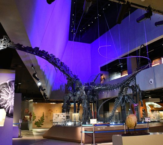 Lee Kong Chian Natural History Museum Lee Kong Chian Natural History Museum