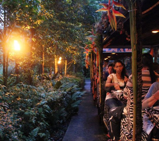 Night Safari Night Safari