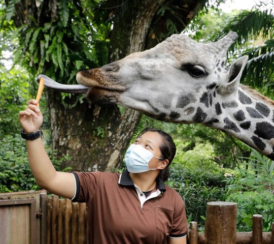 Singapore Zoo Singapore Zoo