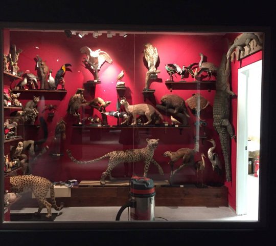 The Steinhardt Museum of Natural History The Steinhardt Museum of Natural History