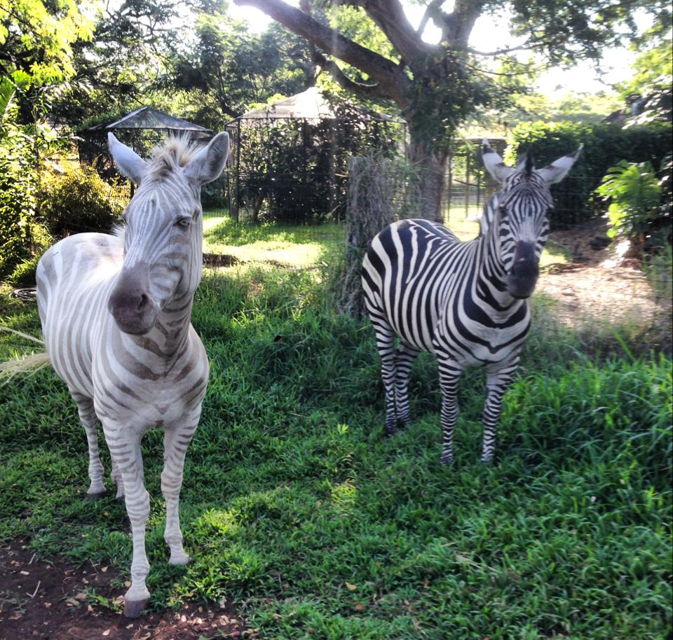 Three Ring Ranch Exotic Animal Sanctuary Hawaii TripHock