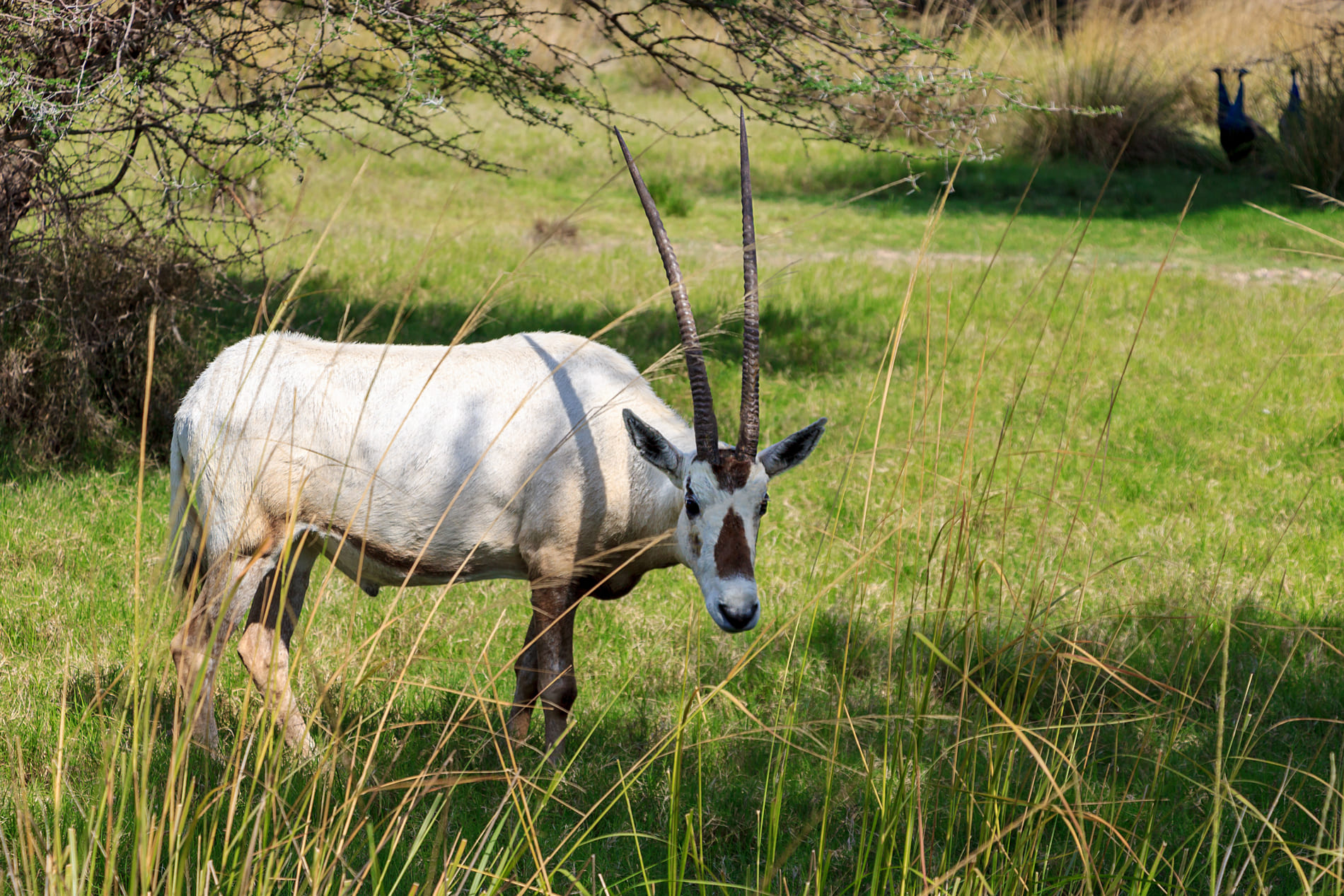 arabian-oryx-white-oryx-oryx-leucoryx-medium-sized-antelope-with-long-straight-horns-tufted-tail-natural-habitat-uae(1)
